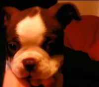 Sally O'Malley, a female Boston Terrier for sale in Arlington, WA – 2 of 4