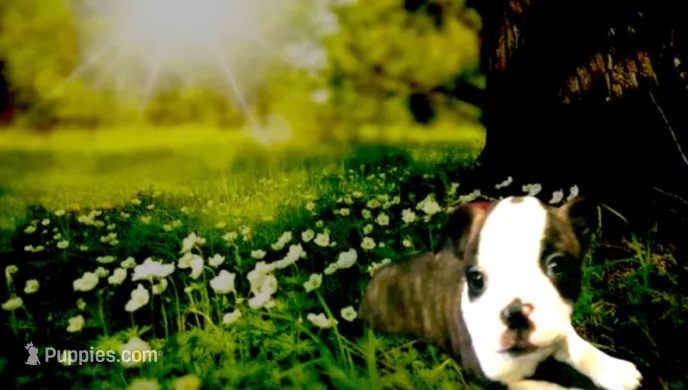 spot  – Boston Terrier puppy for sale in Arlington, WA
