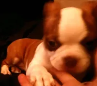 Tabitha, a female Boston Terrier for sale in Arlington, WA – 2 of 3