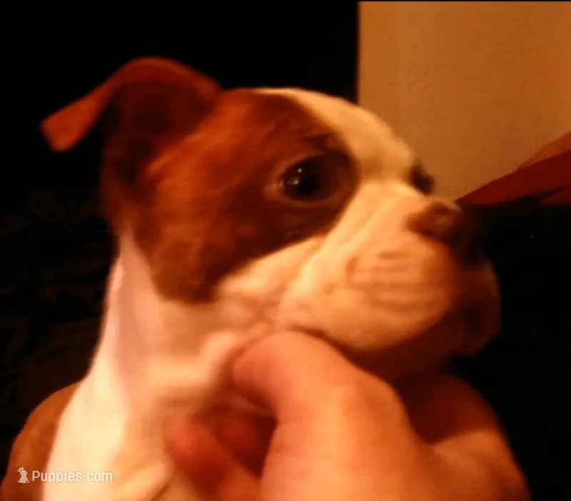 Tabitha – Boston Terrier puppy for sale in Arlington, WA