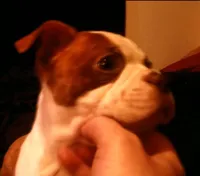 Tabitha, a female Boston Terrier for sale in Arlington, WA – 1 of 3