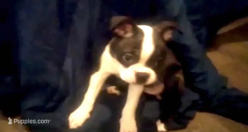 Rosie Possie – Boston Terrier puppy for sale in Arlington, WA