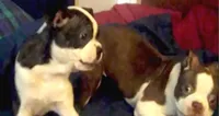 Rosie Possie, a female Boston Terrier for sale in Arlington, WA – 4 of 7