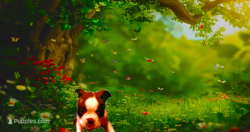 Sally – Boston Terrier puppy for sale in Arlington, WA