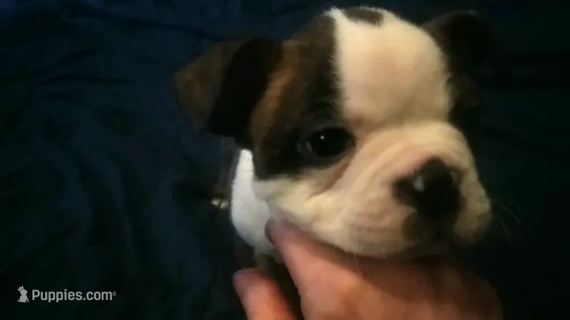 spot  – Boston Terrier puppy for sale in Arlington, WA