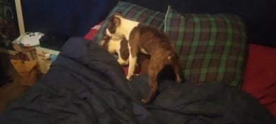 Sally O'Malley, a female Boston Terrier for sale in Arlington, WA – 3 of 4