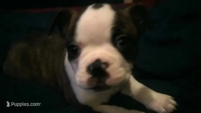 spot  – Boston Terrier puppy for sale in Arlington, WA