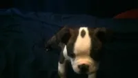 spot , a male Boston Terrier for sale in Arlington, WA – Photo 2 of 3