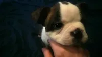 spot , a male Boston Terrier for sale in Arlington, WA – Photo 3 of 3