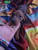 Puppy 4 (boy), a male Dachshund for sale in Choctaw, OK – 2 of 2