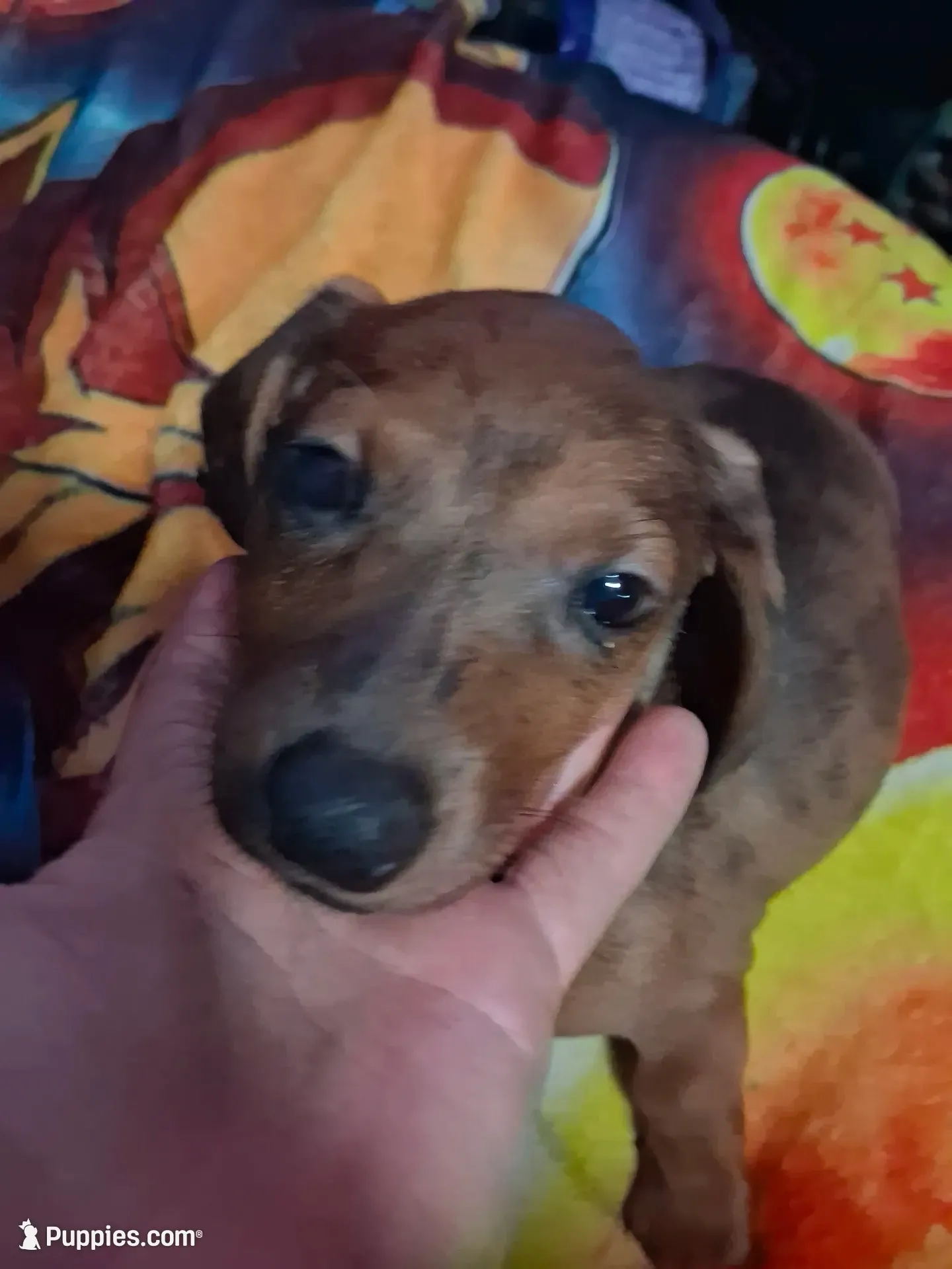 Puppy 3 (girl), a female Dachshund for sale in Choctaw, OK – 1 of 1