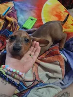 Puppy 1 ( boy), a male Dachshund for sale in Choctaw, OK – 2 of 2