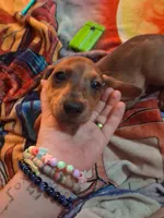 Puppy 1 ( boy), a male Dachshund for sale in Choctaw, OK – 1 of 2