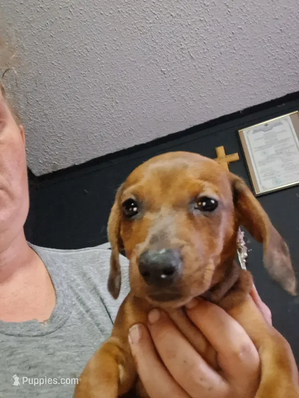 Puppy 2 (girl) – Dachshund puppy for sale in Choctaw, OK