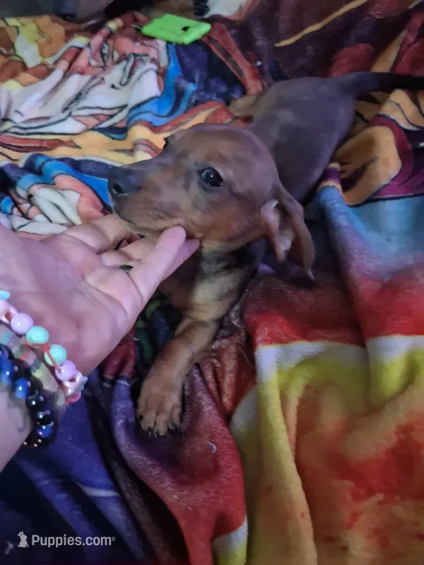 Puppy 4 (boy) – Dachshund puppy for sale in Choctaw, OK