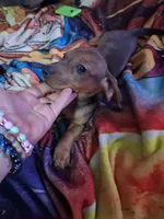 Puppy 4 (boy), a male Dachshund for sale in Choctaw, OK – 1 of 2