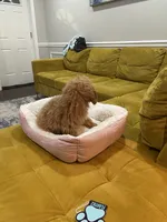 Bunnie, a female Poodle - Toy  for sale in Edgewood, MD – 2 of 2