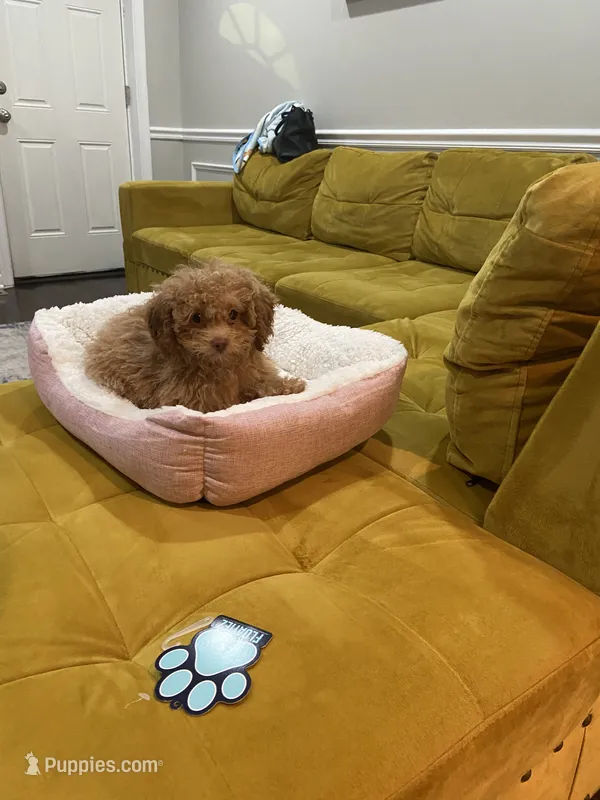 Bunnie – Poodle - Toy  puppy for sale in Edgewood, MD