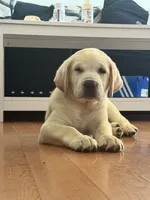 Jack, a male Labrador Retriever for sale in Los Angeles, CA – 5 of 6