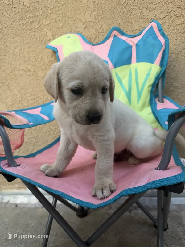 Max – Labrador Retriever puppy for sale in Los Angeles, CA