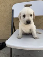 Togo, a male Labrador Retriever for sale in Los Angeles, CA – 1 of 1