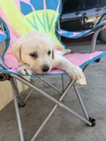 Lucy, a female Labrador Retriever for sale in Los Angeles, CA – 2 of 2