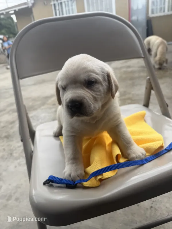 togo – Labrador Retriever puppy for sale in Los Angeles, CA