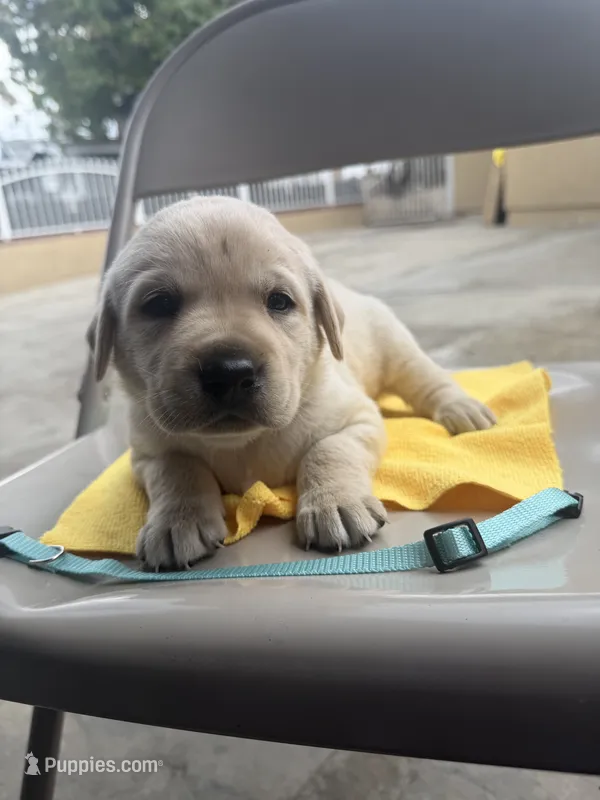 Max – Labrador Retriever puppy for sale in Los Angeles, CA