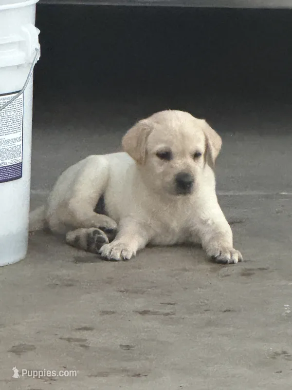 togo – Labrador Retriever puppy for sale in Los Angeles, CA