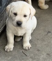 Jack, a male Labrador Retriever for sale in Los Angeles, CA – 3 of 6