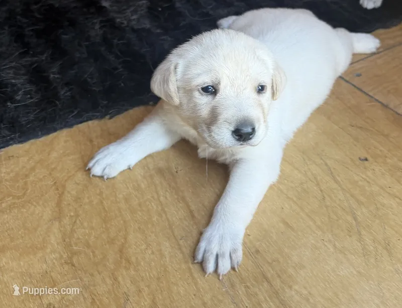 Max – Labrador Retriever puppy for sale in Los Angeles, CA