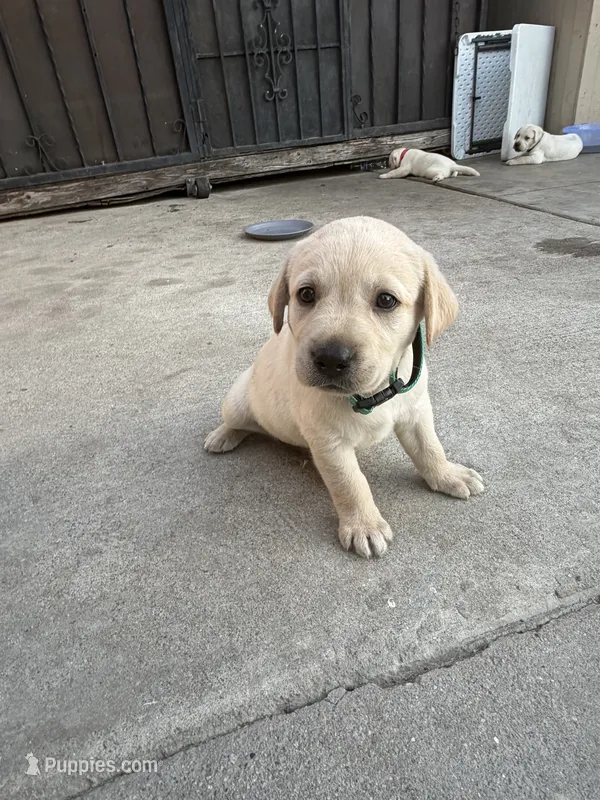 Max – Labrador Retriever puppy for sale in Los Angeles, CA