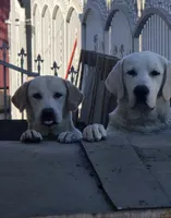 Jack, a male Labrador Retriever for sale in Los Angeles, CA – 4 of 6