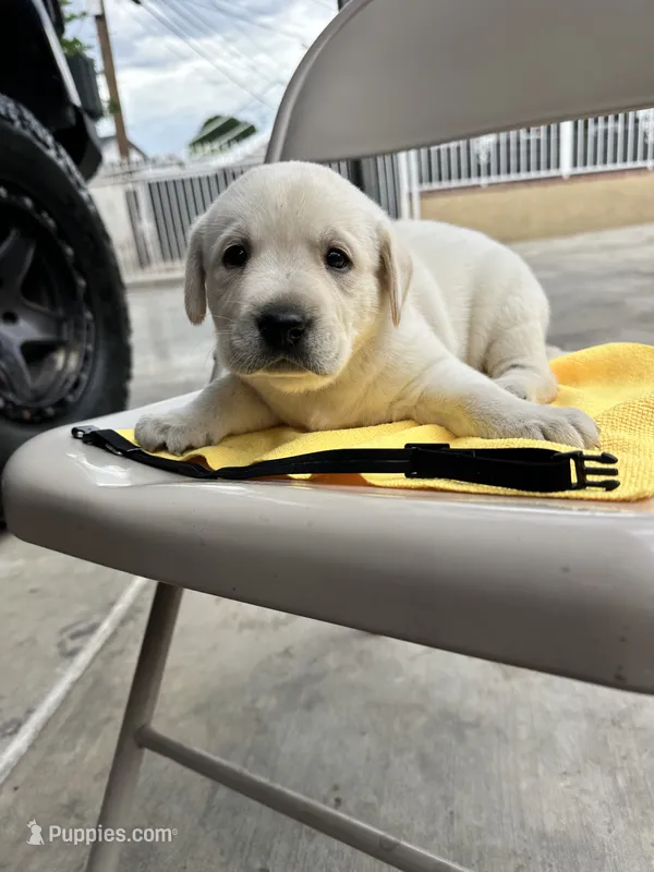 rookie – Labrador Retriever puppy for sale in Los Angeles, CA