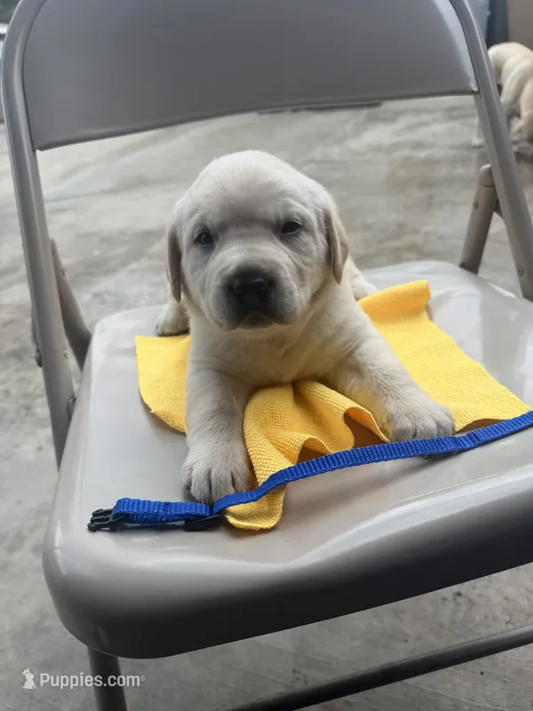 togo – Labrador Retriever puppy for sale in Los Angeles, CA
