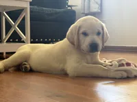 Jack, a male Labrador Retriever for sale in Los Angeles, CA – 6 of 6