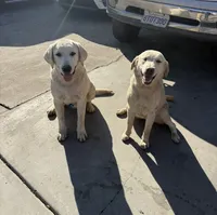 Jack, a male Labrador Retriever for sale in Los Angeles, CA – 2 of 6