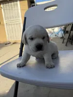 rockie, a male Labrador Retriever for sale in Los Angeles, CA – 1 of 1
