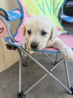 Lucy, a female Labrador Retriever for sale in Los Angeles, CA – 1 of 1