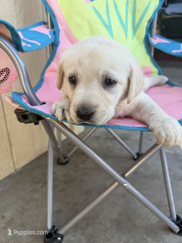 Lucy – Labrador Retriever puppy for sale in Los Angeles, CA