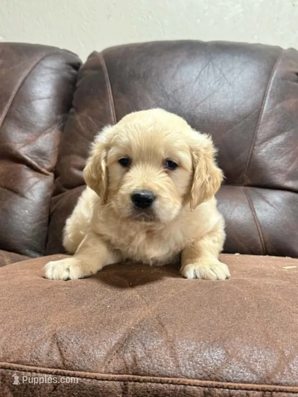 Golden retriever male  – English Cream Golden Retriever puppy for sale in Berne, IN