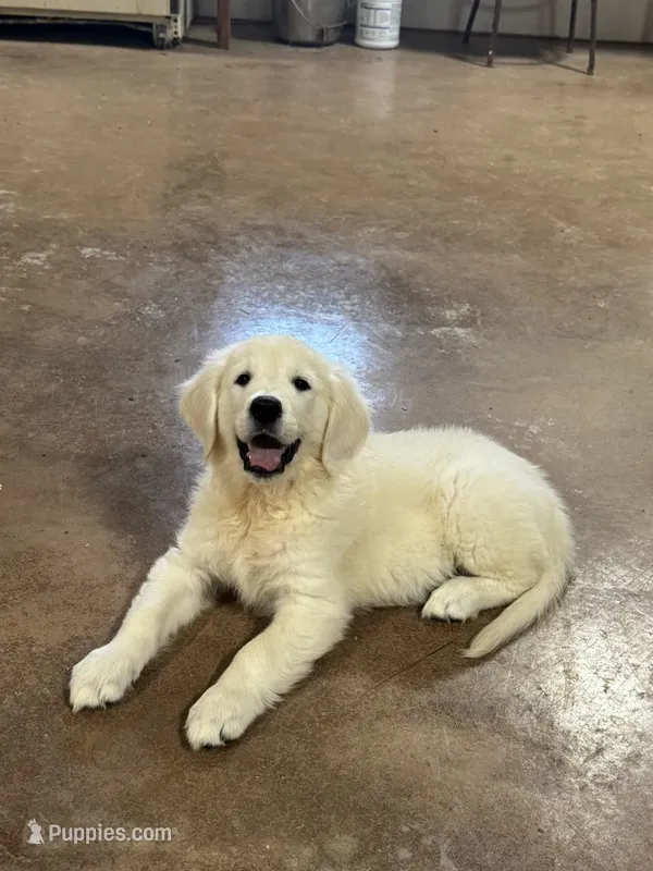 English Cream Male#2 – English Cream Golden Retriever puppy for sale in Berne, IN