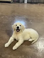 English Cream Male#2, a male English Cream Golden Retriever for sale in Berne, IN – 1 of 2