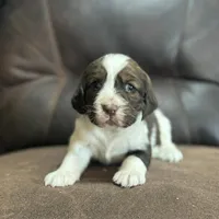 Liver and white female, a male English Springer Spaniel for sale in Berne, IN – 1 of 1