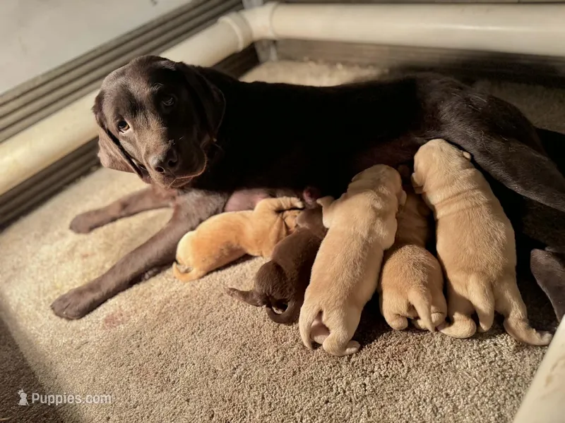 English adult female