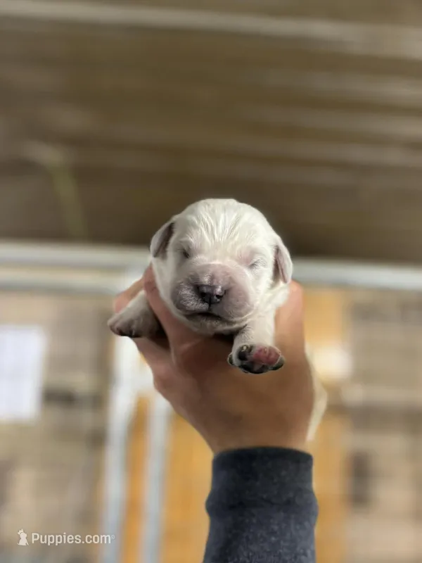 English Cream Female#1, a female English Cream Golden Retriever for sale in Berne, IN – Photo 1 of 1