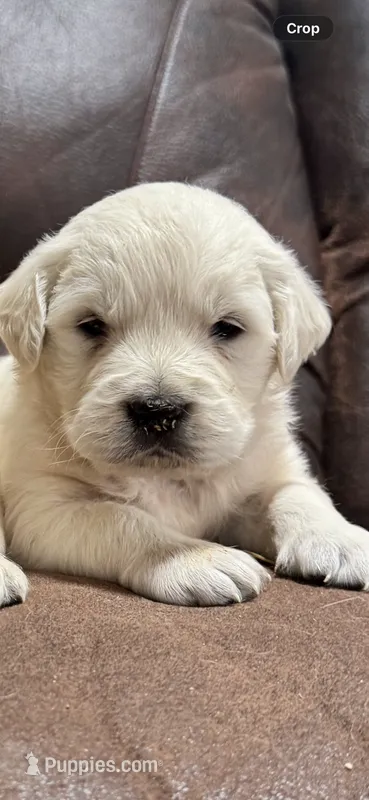 English cream female  – English Cream Golden Retriever puppy for sale in Berne, IN