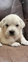 English cream female , a female English Cream Golden Retriever for sale in Berne, IN – 1 of 1