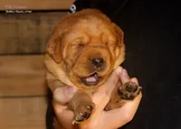 CH ENGLISH Pink female, a female Labrador Retriever for sale in Berne, IN – Photo 1 of 3