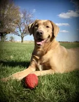 CH ENGLISH Pink female, a female Labrador Retriever for sale in Berne, IN – Photo 3 of 3